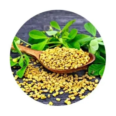 Fenugreek