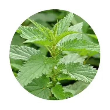 Nettle Root